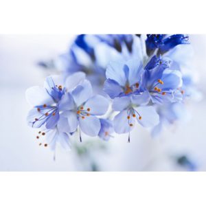 پوستر دیواری گل طبیعی - کد: AW 13023