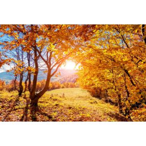 پوستر دیواری طبیعت - کد: AW 14763