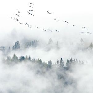 پوستر دیواری خاص و هنری کد: AW 14874